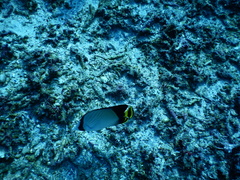 Chaetodon decussatus