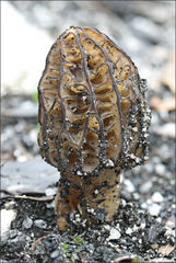 Morchella eximia