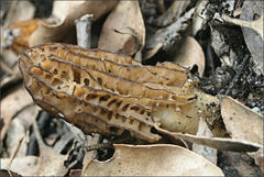 Morchella eximia