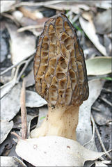 Morchella eximia
