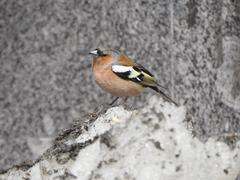 Fringilla coelebs