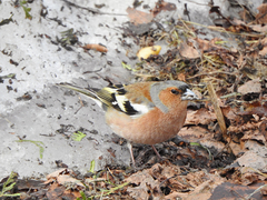 Fringilla coelebs