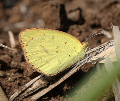 Eurema brigitta rubella