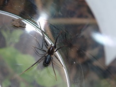 Desognaphosa