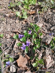 Viola odorata