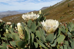 Protea lacticolor