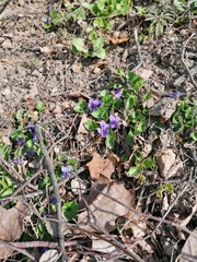 Viola odorata