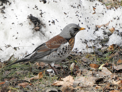 Turdus pilaris