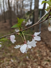 Prunus incisa