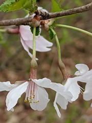 Prunus incisa