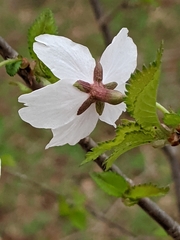 Prunus incisa