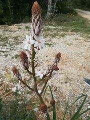 Asphodelus lusitanicus