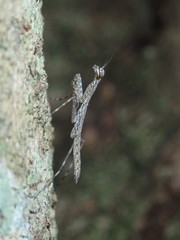 Ciulfina