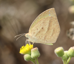 Eurema laeta laeta