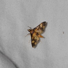 Orphanostigma angustale