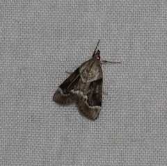 Otiophora leucura