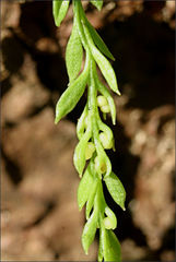 Tmesipteris parva