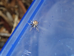 Araneus rotundulus