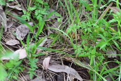 Macroprotodon brevis