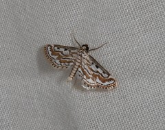 Parapoynx dentizonalis