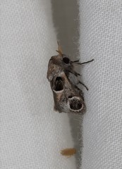 Pygmaeomorpha ocularis