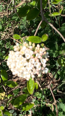 Viburnum carlesii