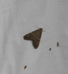Rehimena surusalis