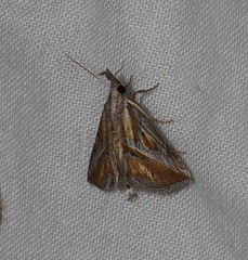 Rhynchodontodes chalcias