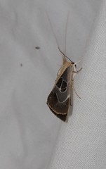 Westermannia gloriosa