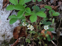 Potentilla carniolica