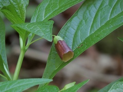 Scopolia carniolica