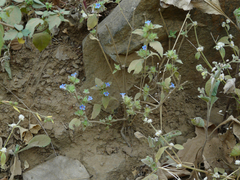 Strobilanthes pavala
