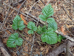 Rubus nivalis