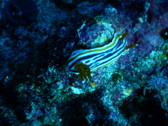 Chromodoris magnifica