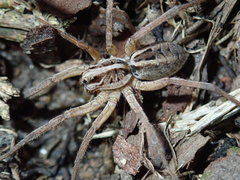 Lycosidae