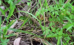 Macroprotodon brevis