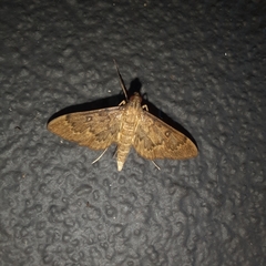 Tatobotys janapalis