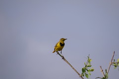 Tmetothylacus tenellus