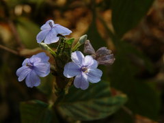 Eranthemum roseum