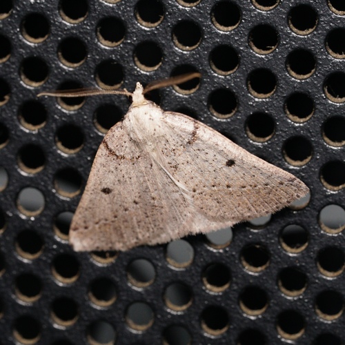 Amelora conia