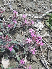 Saponaria ocymoides