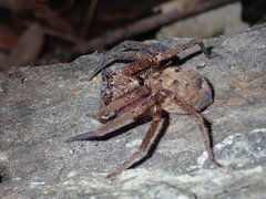 Heteropoda jugulans