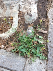 Sisymbrium erysimoides