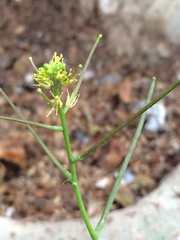 Sisymbrium erysimoides