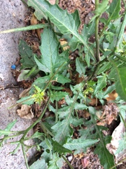 Sisymbrium erysimoides