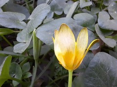 Ficaria verna calthifolia