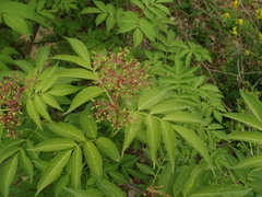 Sambucus sieboldiana