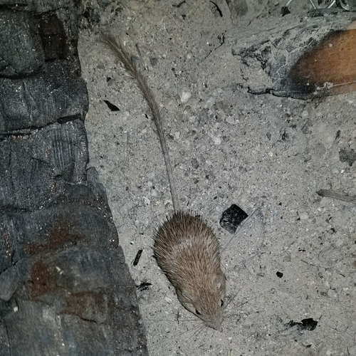 Chaetodipus spinatus