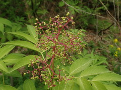 Sambucus sieboldiana