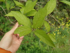Callicarpa japonica